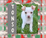 Small Chihuahua Mix