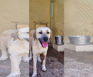 Lainey - Female Labrador Retriever-Unknown Mix Dog for Adoption - Photo #2