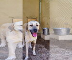 Small #1 Labrador Retriever Mix
