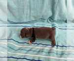 Small Photo #8 English Bulldog Puppy For Sale in DENVER CITY, TX, USA