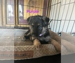 Small Photo #26 German Shepherd Dog Puppy For Sale in SUMPTER TWP, MI, USA