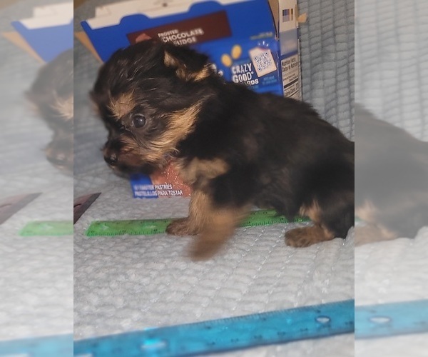 Medium Photo #247 Yorkshire Terrier Puppy For Sale in AKRON, OH, USA