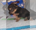Small Photo #247 Yorkshire Terrier Puppy For Sale in AKRON, OH, USA