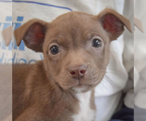 Medium Photo #5 Chiweenie Puppy For Sale in Huntley, IL, USA