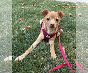 Chihuahua-Unknown Mix Dogs for adoption in Davis, CA, USA