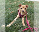 Fia - Female Chihuahua-Unknown Mix Dog for Adoption - Small photo