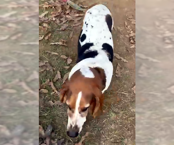 Medium Photo #6 Basset Hound Puppy For Sale in Deepwater, NJ, USA