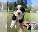 Puppy Millie Australian Shepherd