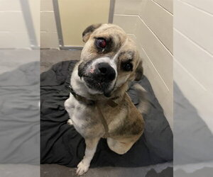 Bulloxer Dogs for adoption in Corpus Christi, TX, USA