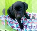 Small #5 Labrador Retriever