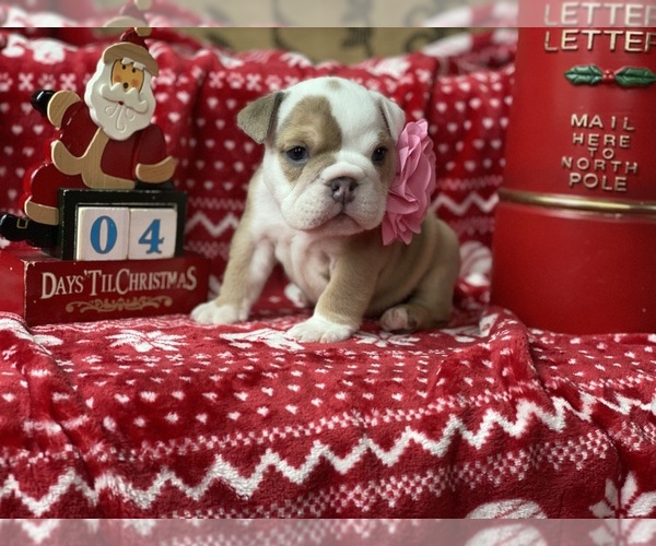 Medium Photo #5 English Bulldog Puppy For Sale in COVINGTON, WA, USA