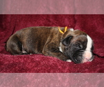 Image preview for Ad Listing. Nickname: Brindle orange