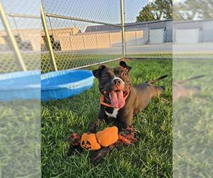 American Staffordshire Terrier-Unknown Mix Dogs for adoption in Louisville, KY, USA