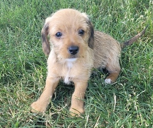 Dachshund Puppy for Sale in NOVI, Michigan USA