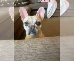 French Bulldog Puppy for sale in COOLIDGE, AZ, USA