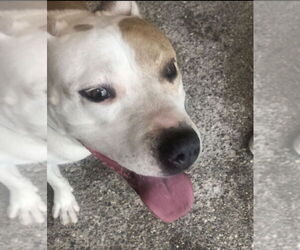 MILLIE - Female American Pit Bull Terrier-Labrador Retriever Mix Dog for Adoption - Photo #4