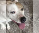 Small #3 American Pit Bull Terrier-Labrador Retriever Mix