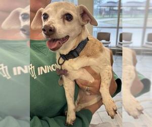 Beagle-Unknown Mix Dogs for adoption in San Antonio, TX, USA