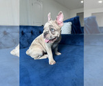 Small Photo #5 French Bulldog Puppy For Sale in RESEDA, CA, USA
