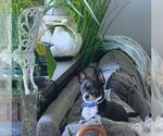 Small #1 Chihuahua
