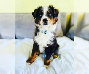 Australian Shepherd Puppy for sale in ALGOOD, TN, USA