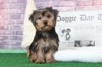 Small Yorkshire Terrier