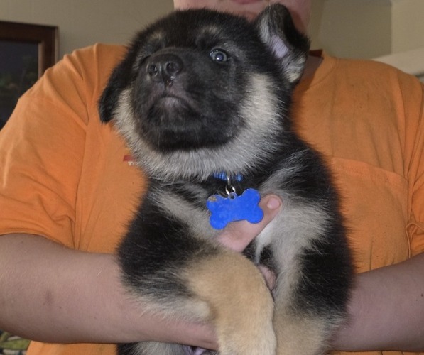 Medium Photo #2 Gerberian Shepsky Puppy For Sale in GREENSBORO, NC, USA