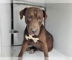 American Pit Bull Terrier-Labrador Retriever Mix Dogs for adoption in Houston, TX, USA
