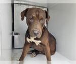 Small American Pit Bull Terrier-Labrador Retriever Mix