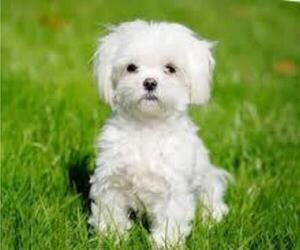 Father of the Maltipoo puppies born on 10/03/2021
