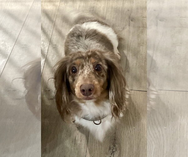 Medium Photo #1 Dachshund Puppy For Sale in Fruitland, SC, USA