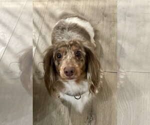 Dachshund Dogs for adoption in Fruitland, SC, USA