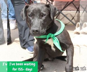 Ryder - Male Retriever -Unknown Mix Dog for Adoption - Photo #4