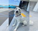 Small #1 Golden Retriever Mix