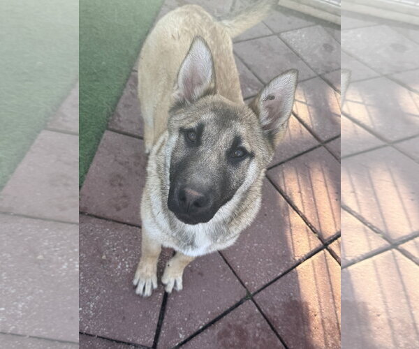 Medium Photo #1 German Shepherd Dog-Unknown Mix Puppy For Sale in Leavenworth, KS, USA