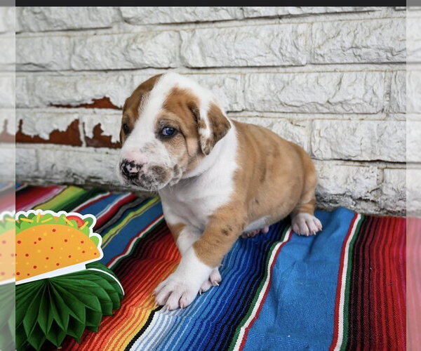 Medium Photo #2 Great Dane-Unknown Mix Puppy For Sale in OKLAHOMA CITY, OK, USA
