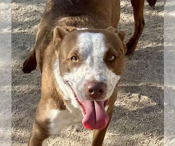 Medium Photo #1 Mutt Puppy For Sale in Lancaster, CA, USA