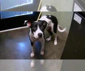 American Pit Bull Terrier-Unknown Mix Dogs for adoption in Tulsa, OK, USA
