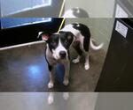 Small American Pit Bull Terrier Mix