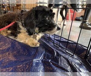 Bob - Male Dachshund-Unknown Mix Dog for Adoption - Photo #3