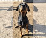 Small Photo #2 Doberman Pinscher-Unknown Mix Puppy For Sale in Coralville, IA, USA