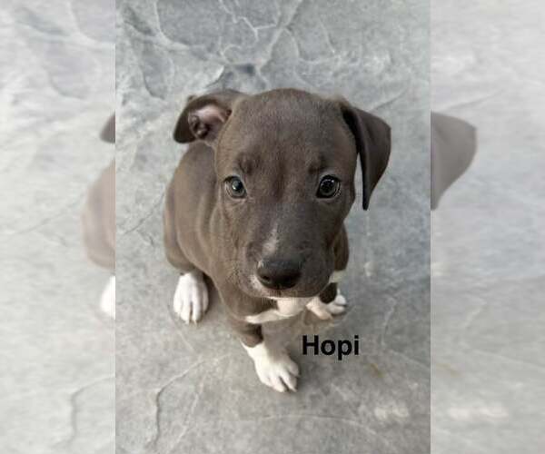 Medium Photo #1 American Pit Bull Terrier-American Staffordshire Terrier Mix Puppy For Sale in Cave Creek, AZ, USA