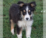Puppy Obsidian Miniature Australian Shepherd