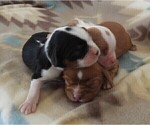 Small Photo #10 Cavalier King Charles Spaniel Puppy For Sale in CARLISLE, KY, USA