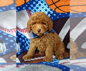 Goldendoodle-Poodle (Miniature) Mix Puppy for sale in LEOLA, PA, USA