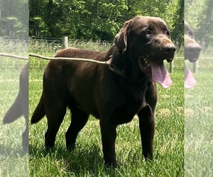 Father of the Labrador Retriever puppies born on 07/16/2026