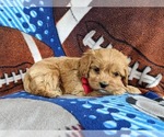 Small Photo #5 Cocker Spaniel-Poodle (Miniature) Mix Puppy For Sale in PEACH BOTTOM, PA, USA