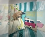 Small #5 French Bulldog