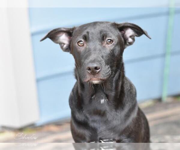 Medium Photo #2 Labrador Retriever-Unknown Mix Puppy For Sale in Brewster, NY, USA