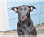 Small #1 Labrador Retriever Mix